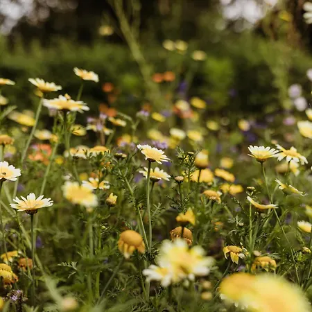 Appartamento Waldrandzauber