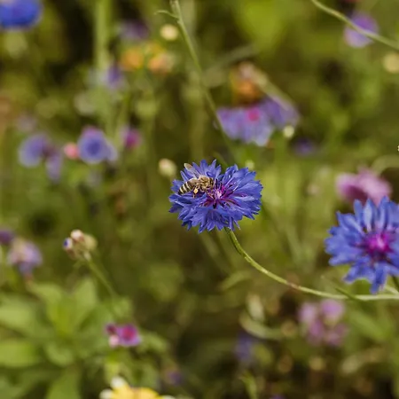 Appartamento Waldrandzauber *