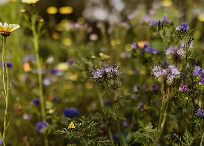 Waldrandzauber Apartamento *