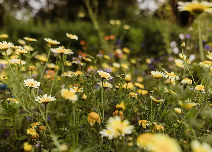 Apartment Waldrandzauber
