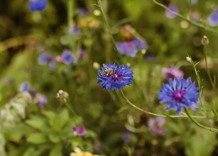 Apartamento Waldrandzauber *